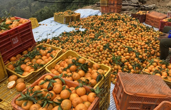 एउटै गाउँमा फल्यो तीन करोडको सुन्तला